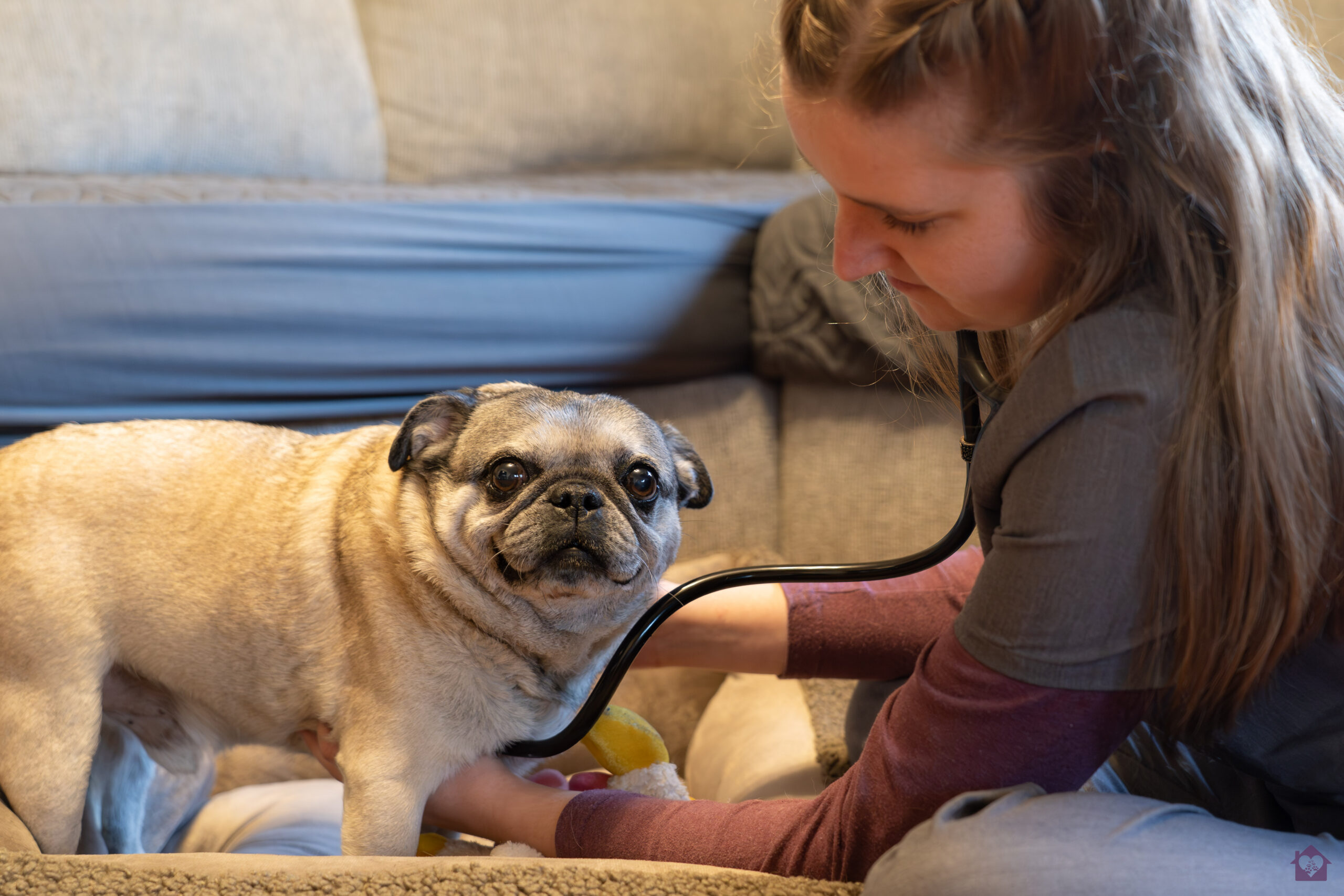Grief Support for your pet