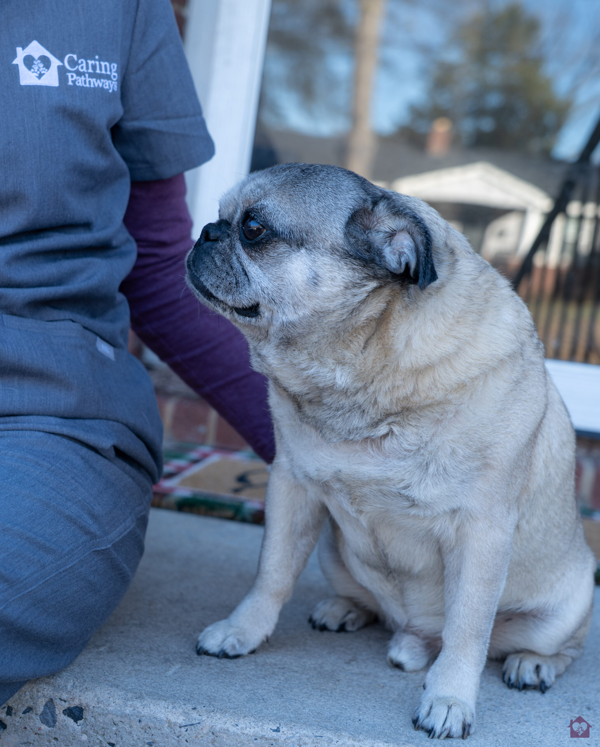 Grief Support for your pet