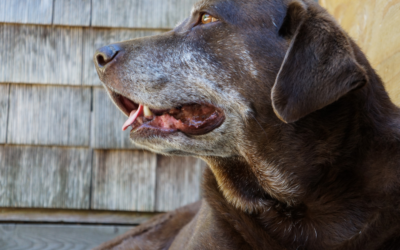 How to Know If You’re Doing Enough for Your Senior Dog or Cat