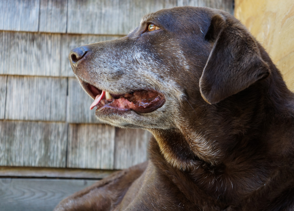 How to Know If You’re Doing Enough for Your Senior Dog or Cat
