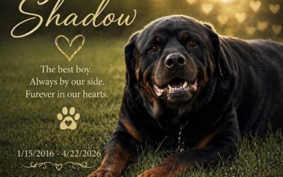 Shadow