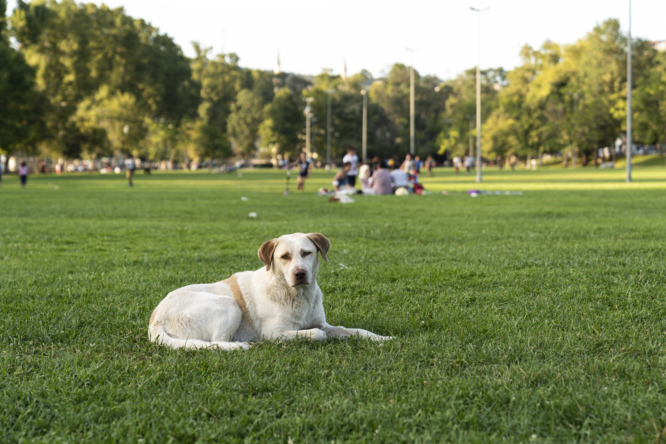 elderly pets