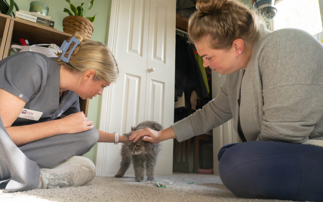 Lucy’s Story: A Peaceful Goodbye at Home