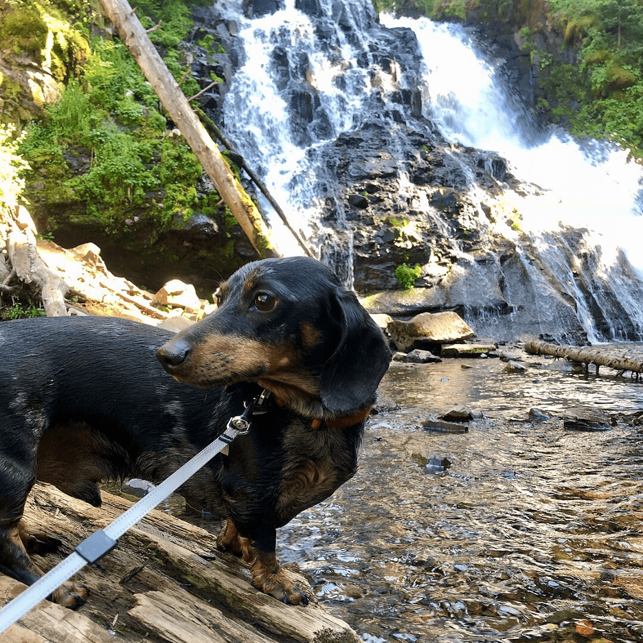 Picture1 Senior Daschund, Finn, of Bozeman, MT makes a summer walk look extra cool.