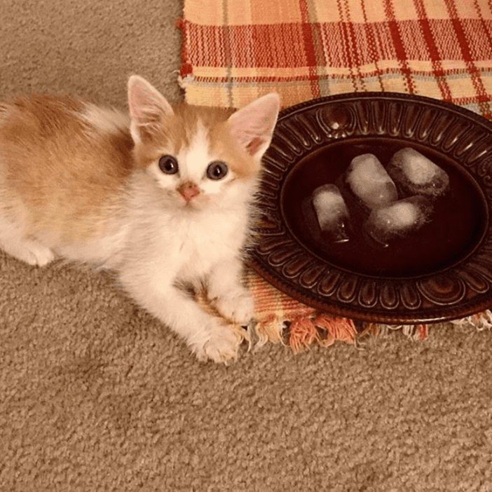 Picture9 Rasputin the Kitten, of Los Angeles, CA is open-minded about ice cubes.