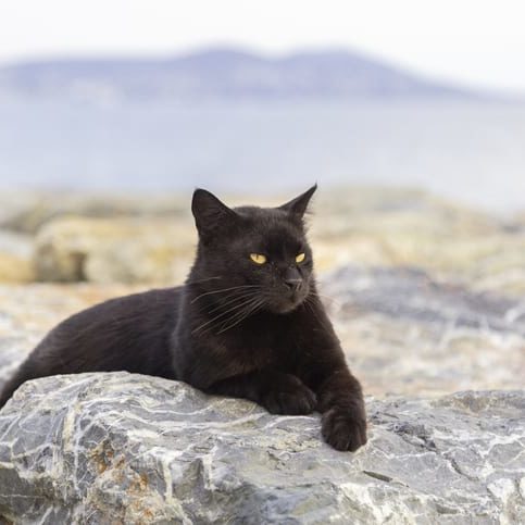 Black cat is lying on rocks. Crazy cat is resting.