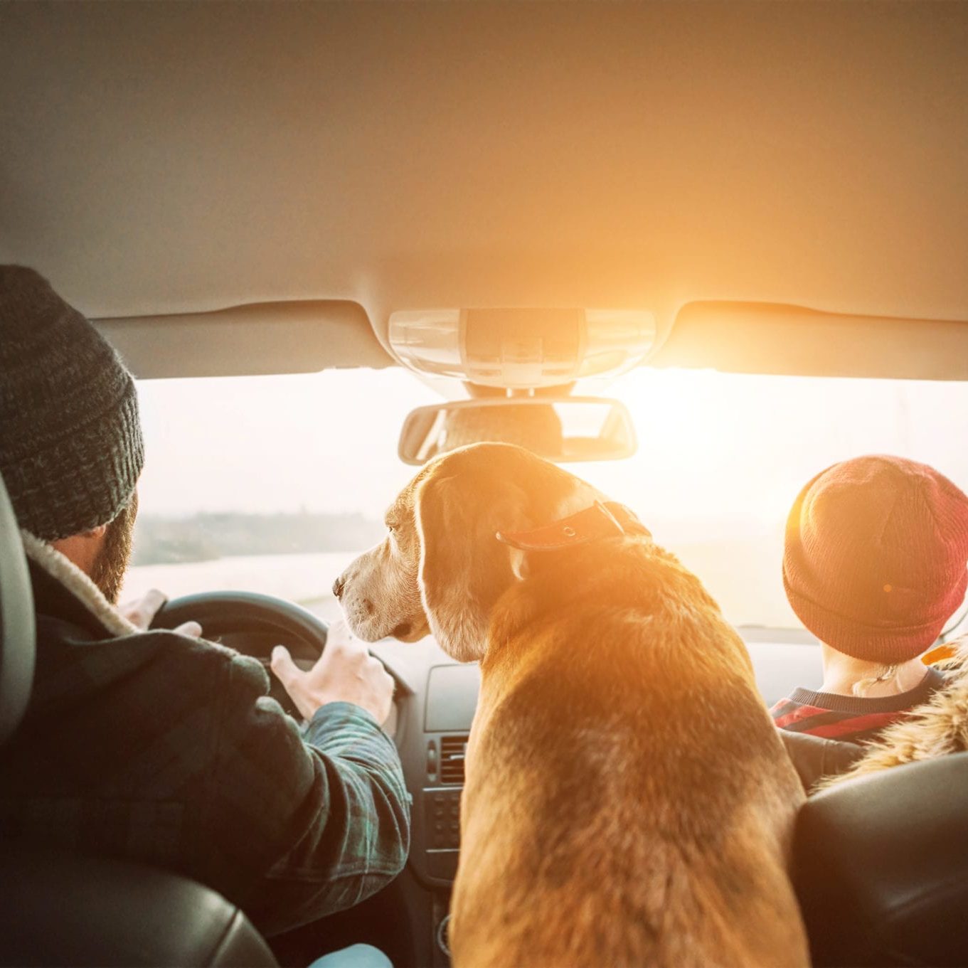 Father with son and beagle dog traveling together by auto rear seats wide angle shoot Father with son and beagle dog traveling together by auto rear seats wide angle shoot