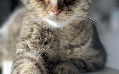 Bosco