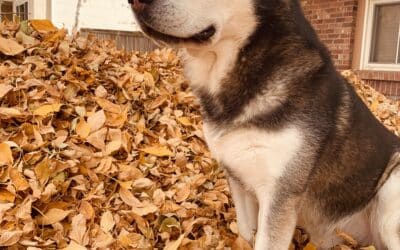 Bandit