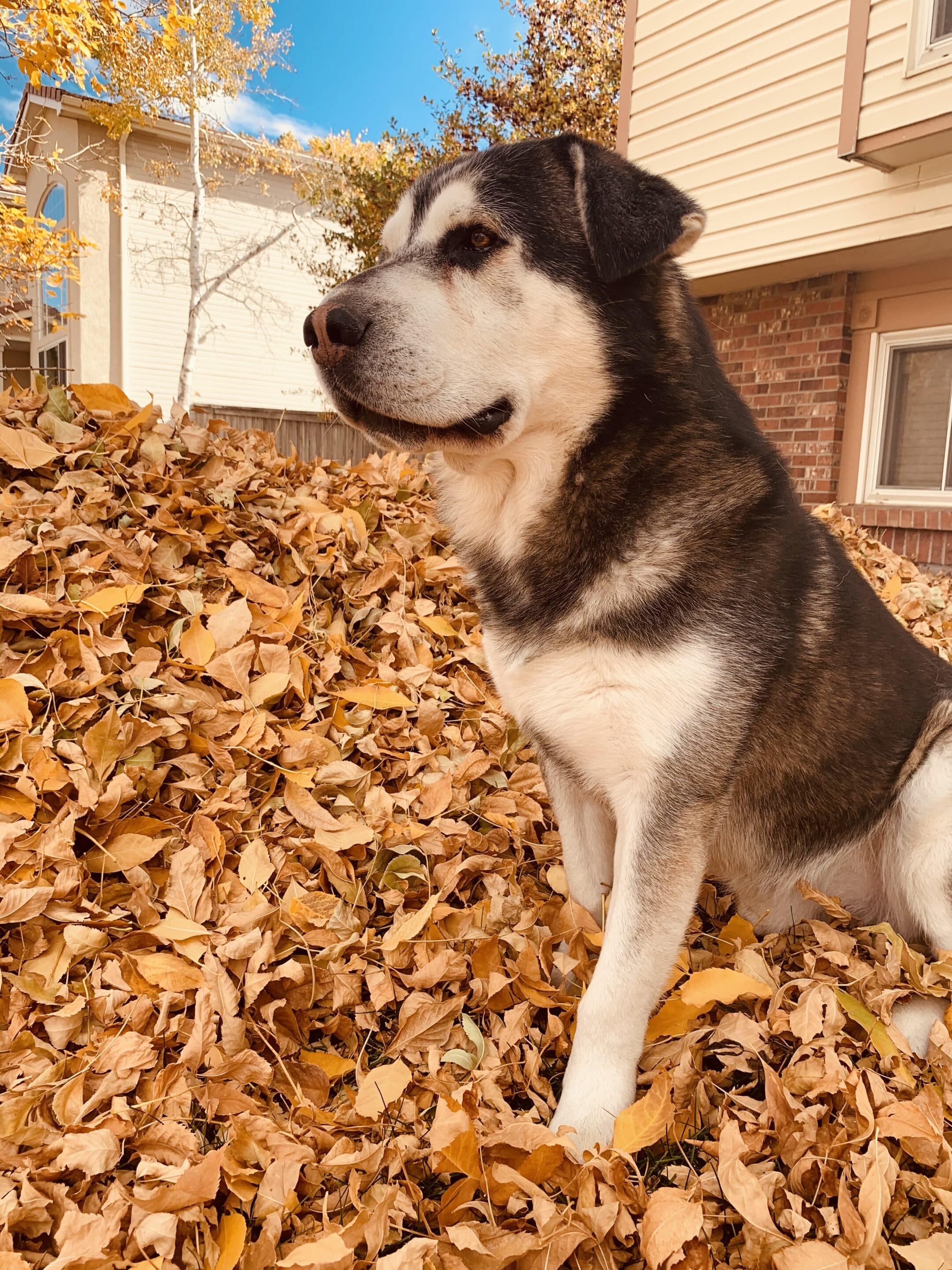Pet-Tribute-Photo-78