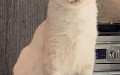 Seren