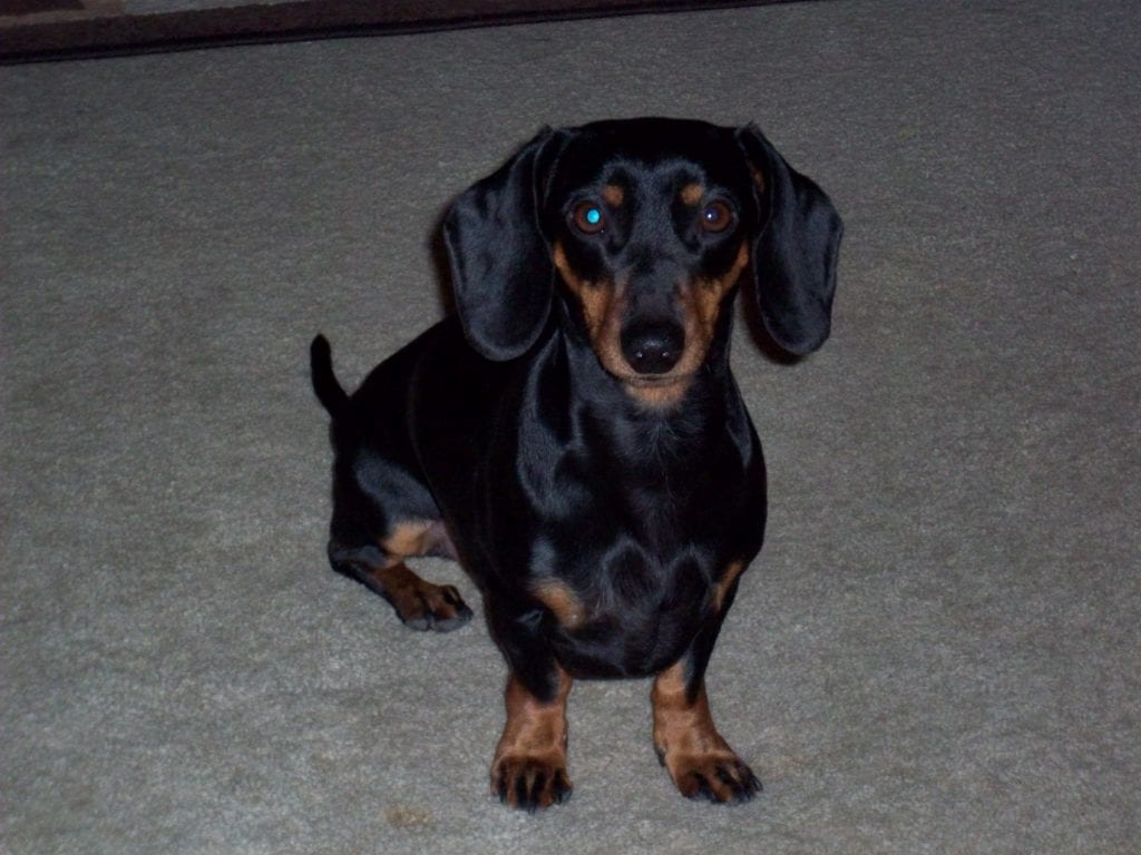 Pet-Tribute-Photos-24 Pet-Tribute-Photos-24